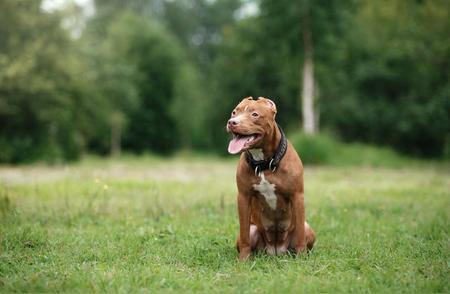 惊爆！比特犬与东北虎同室相安之谜