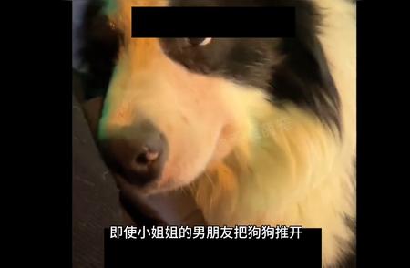 买边牧犬：投入与收获的温馨故事