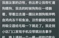 揭秘聪明边牧犬不为人知的另一面