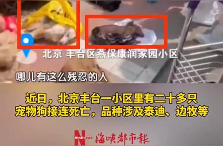 北京小区遛狗点惊现毒物，狗狗无辜丧命黄泉之谜