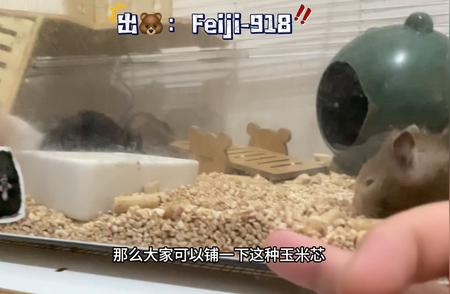 夏季养金丝熊无空调降温妙招