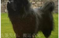 北京城六区禁养烈犬大型犬，这些犬种别养错了！