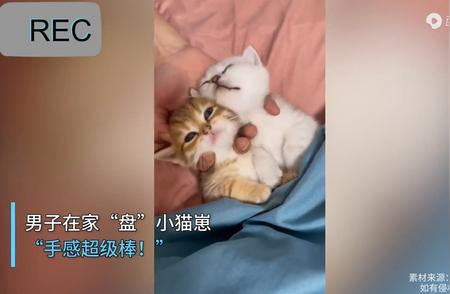 男子家中宠溺小猫崽，萌态十足！