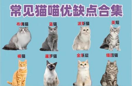 猫咪的优缺点全面解析，新手必看！