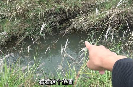 野钓小河沟，寻找大板鲫的钓鱼之旅