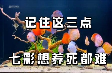 掌握这三点，七彩神仙鱼养殖不再难