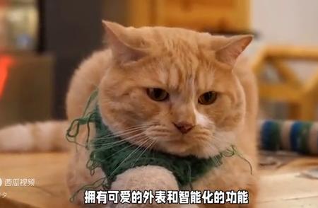 猫咪品种繁多，如何准确区分不同猫咪的特征？