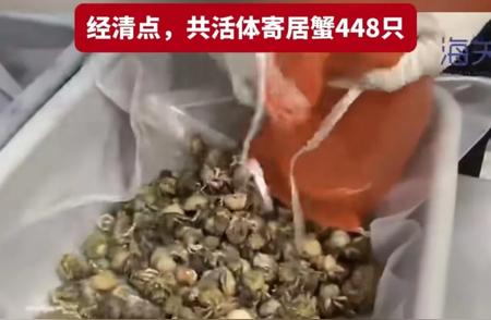 女子行李箱藏大量寄居蟹入境，海关惊现大规模海洋生物运输事件！