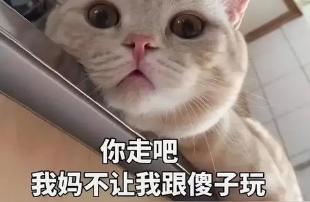 揭秘养猫久的人才会知道的“笨猫”的五大行为特征