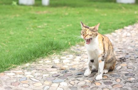 让爱宠安全探索新世界：家猫散养手册