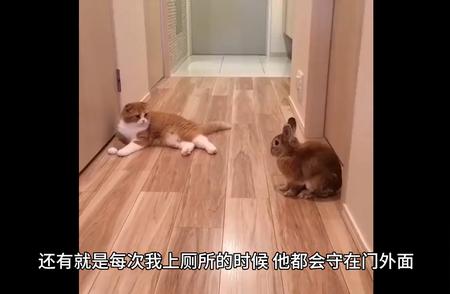 猫咪的奇妙世界：探索猫奴的幸福生活