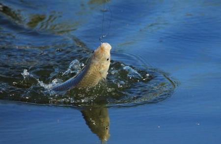 钓鱼调漂全攻略：掌握调目、浮漂、铅皮和子线的技巧要点