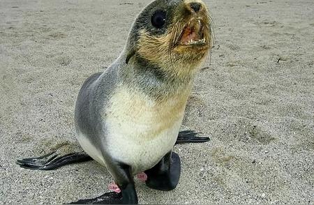 北海狗：海洋中的神秘生物揭秘