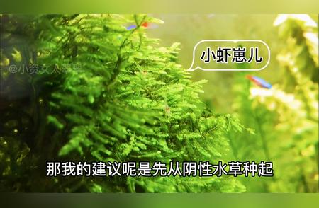 新手必听：草缸养护几大关键点