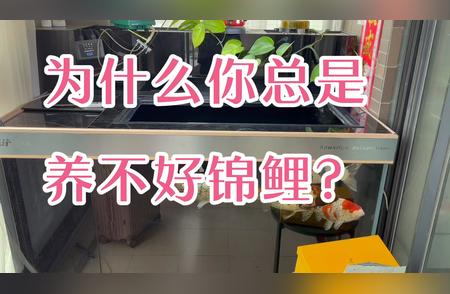 掌握关键：轻松养出健康锦鲤