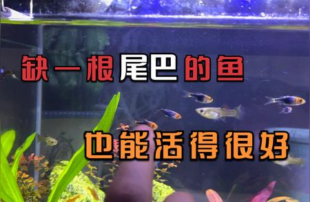 紫三角灯鱼：断尾依旧生机盎然