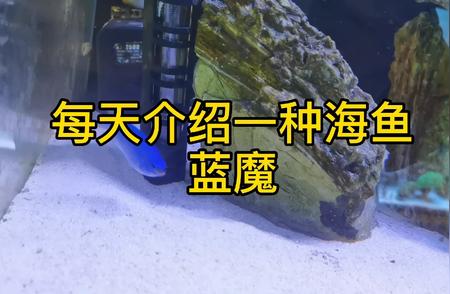 蓝魔海鱼：神秘特性与魅力介绍