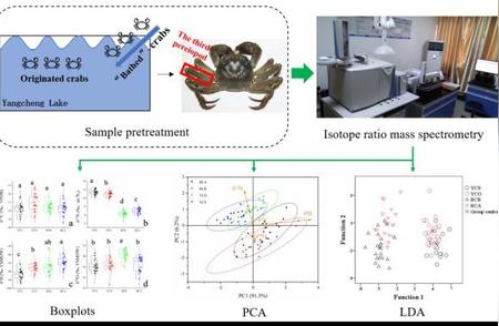 阳澄湖原产蟹鉴别新突破：如何准确辨别真假？