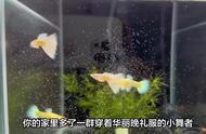 孔雀鱼养殖秘籍：轻松打造水族乐园