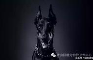 杜宾犬：深度解析这一优秀犬种