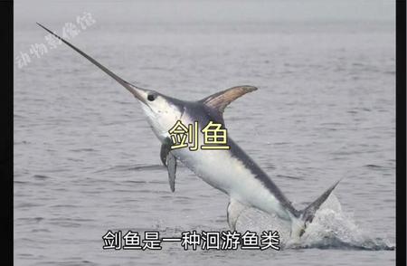 揭秘剑鱼：海洋三剑客之首的秘密