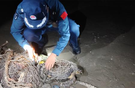 濒危动物玳瑁遭渔网困住，海警英勇救援归还大海怀抱