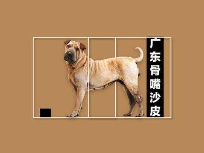 战斗力不输比特犬，却常被人忽视的中华田园犬，已经快绝迹了