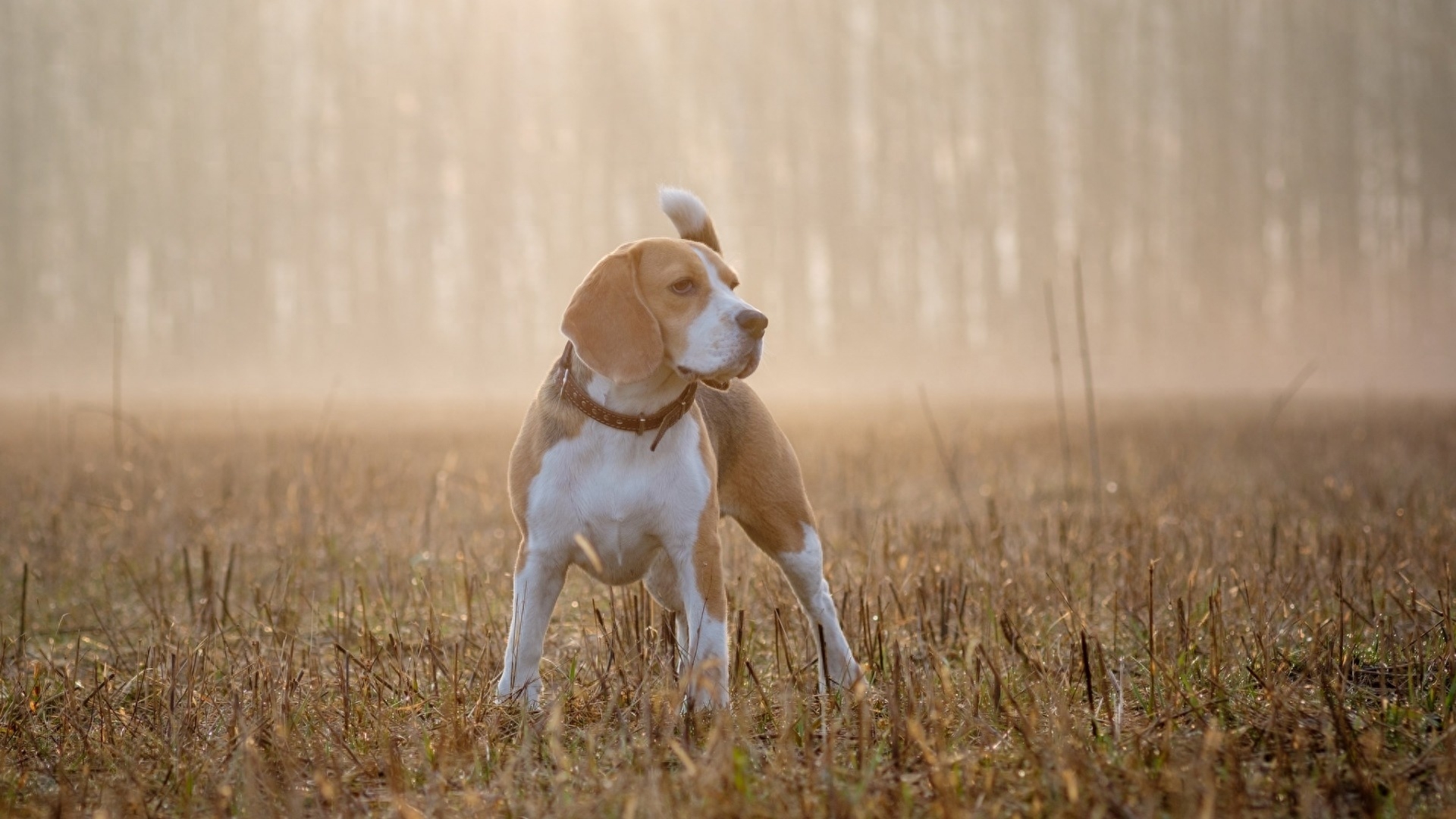 史努比的原型:比格犬,小小的它还是一种猎犬