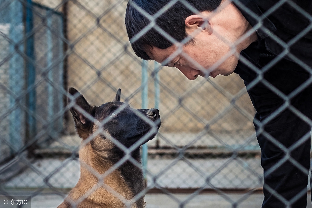 上海训犬师的日常 经营狗狗的“黄埔军校” 并提供宠物墓地