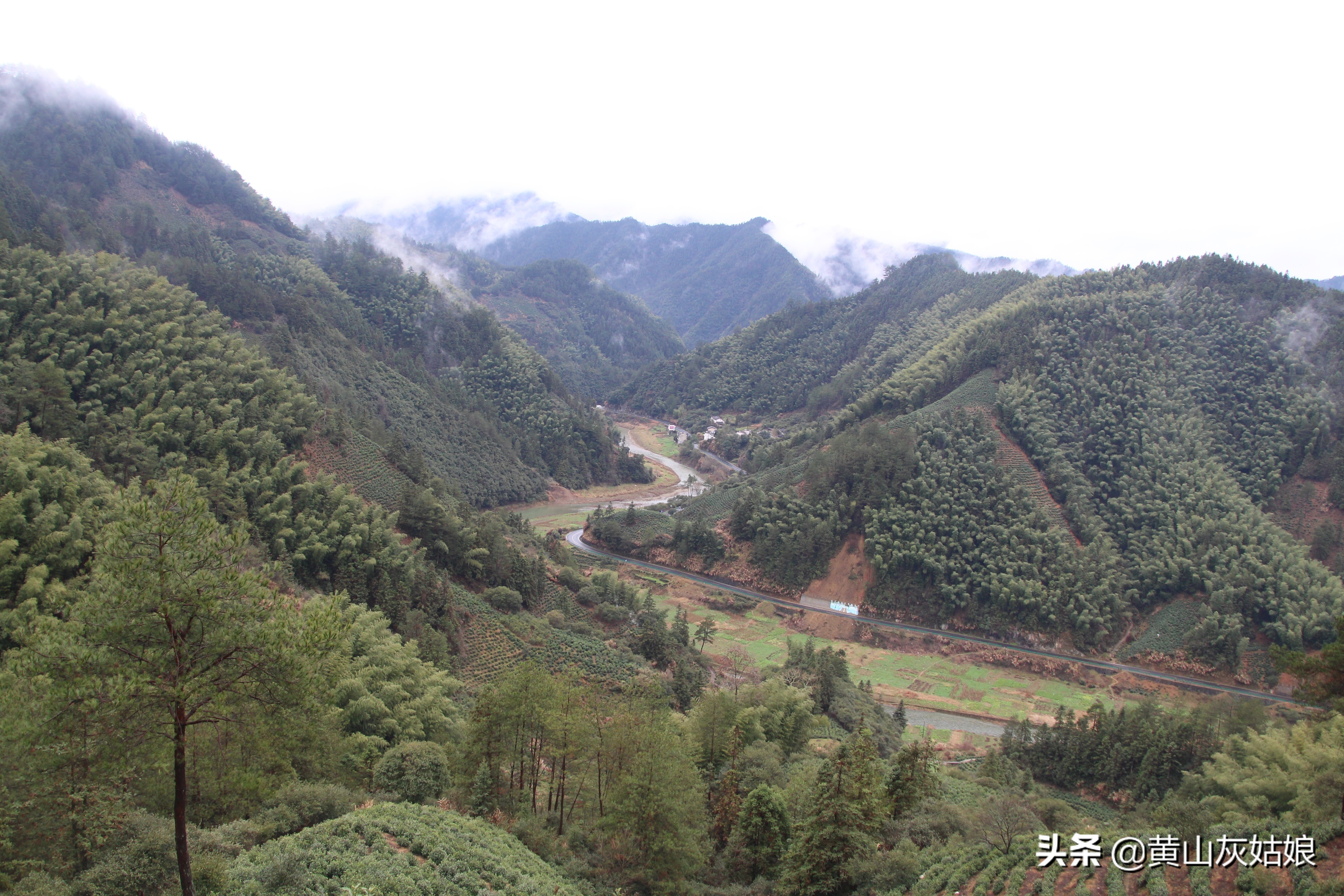 中国十大名茶-黄山毛峰，富溪高山茶园美景