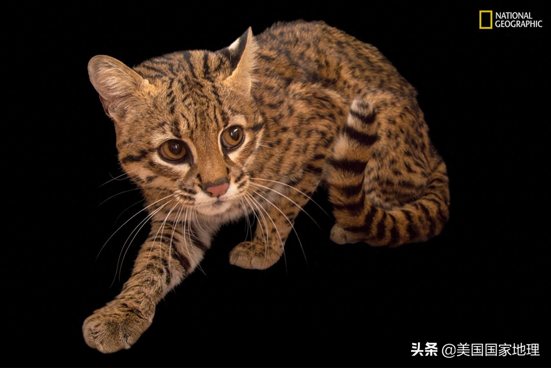 豹猫、虎猫、野猫大家能分清它们具体都是谁吗？