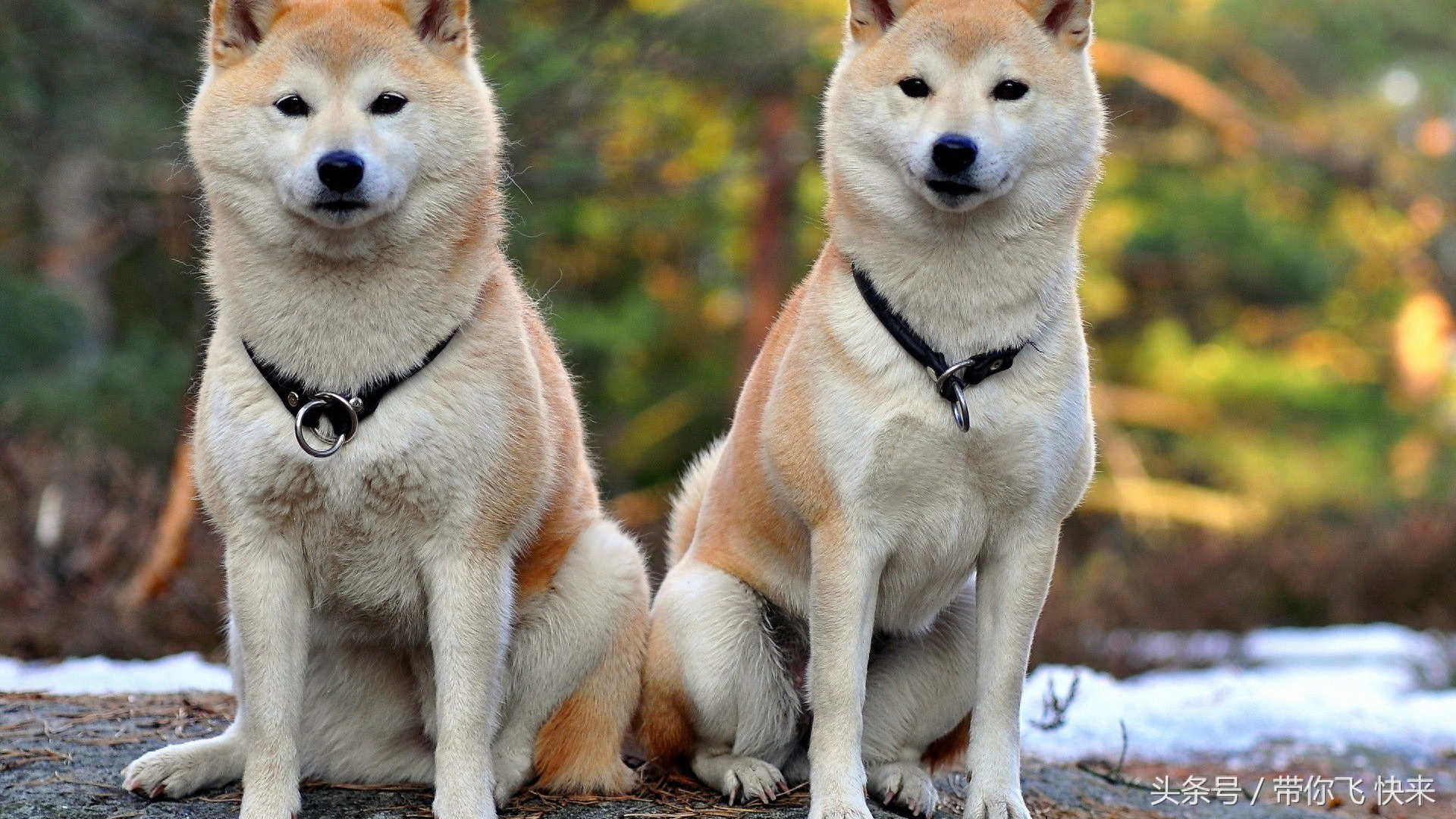 日本秋田犬