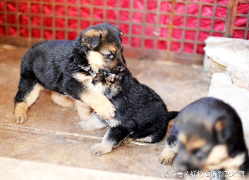 世界十大名犬威武德国牧羊犬幼犬图集呆萌又严肃看了你也想养一只