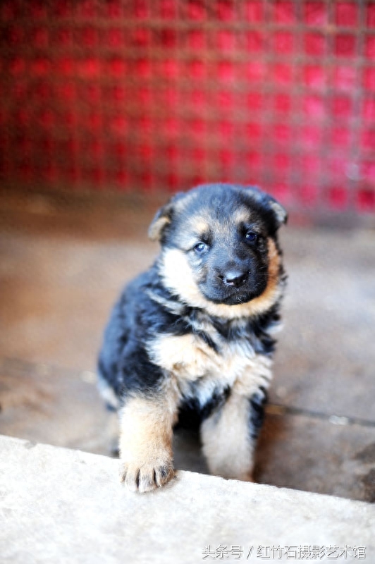 世界十大名犬威武德国牧羊犬幼犬图集呆萌又严肃看了你也想养一只