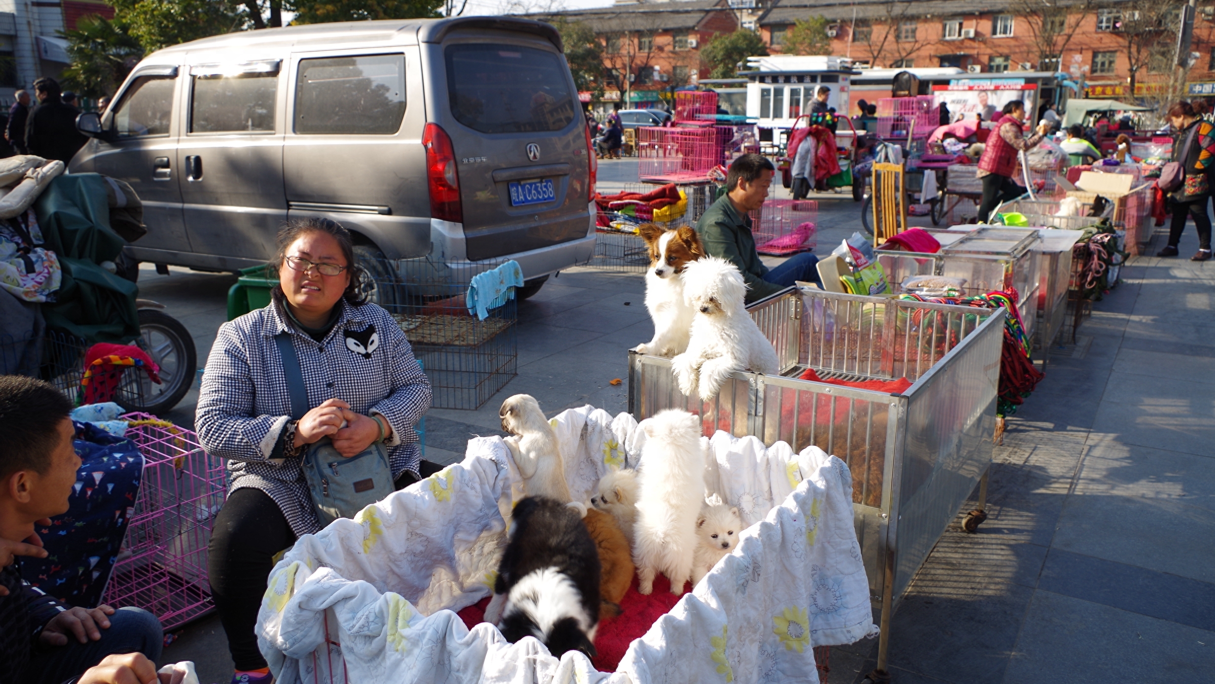 摄影合肥：实拍合肥最大宠物狗交易市场，花冲狗市