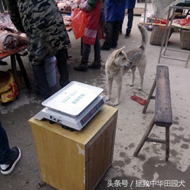 进城赶集，一路上的纯正中华田园犬，大饱眼福