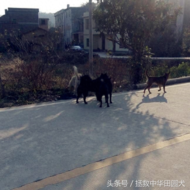 进城赶集，一路上的纯正中华田园犬，大饱眼福