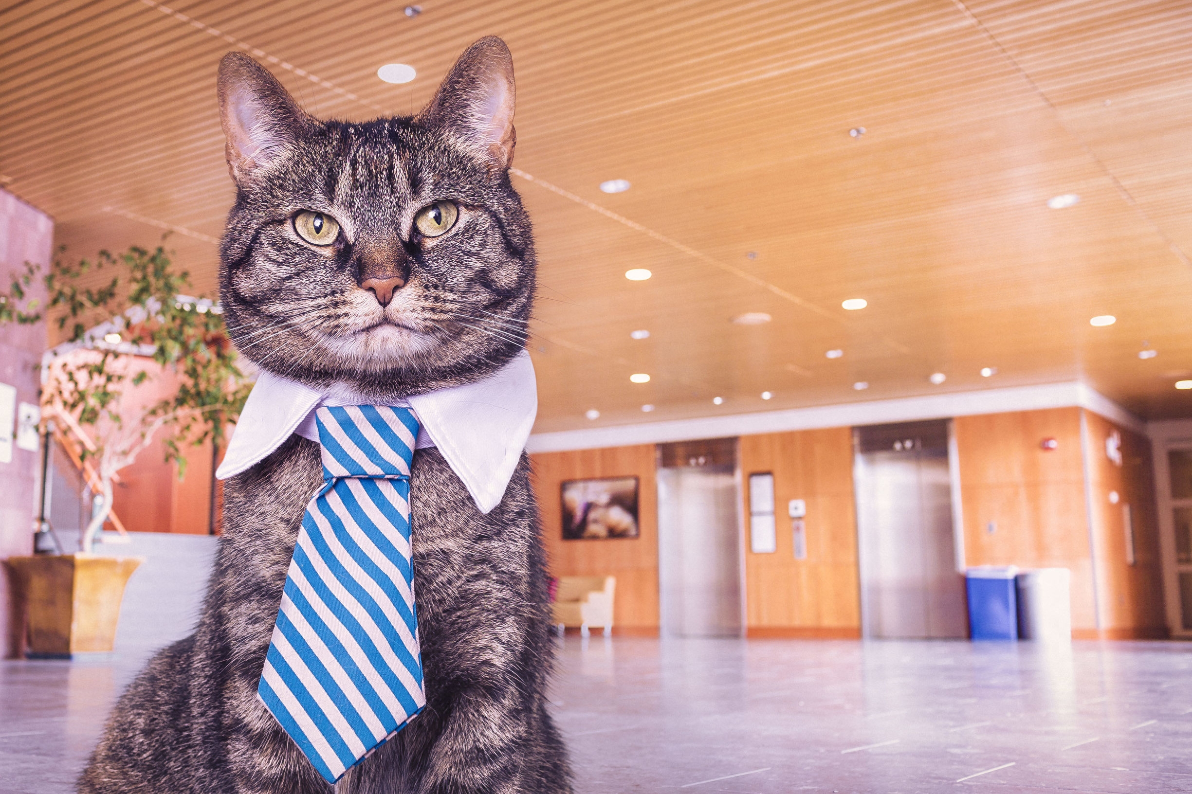 圣诞猪、领带猫、眼镜狗、香蕉猴、接吻鱼