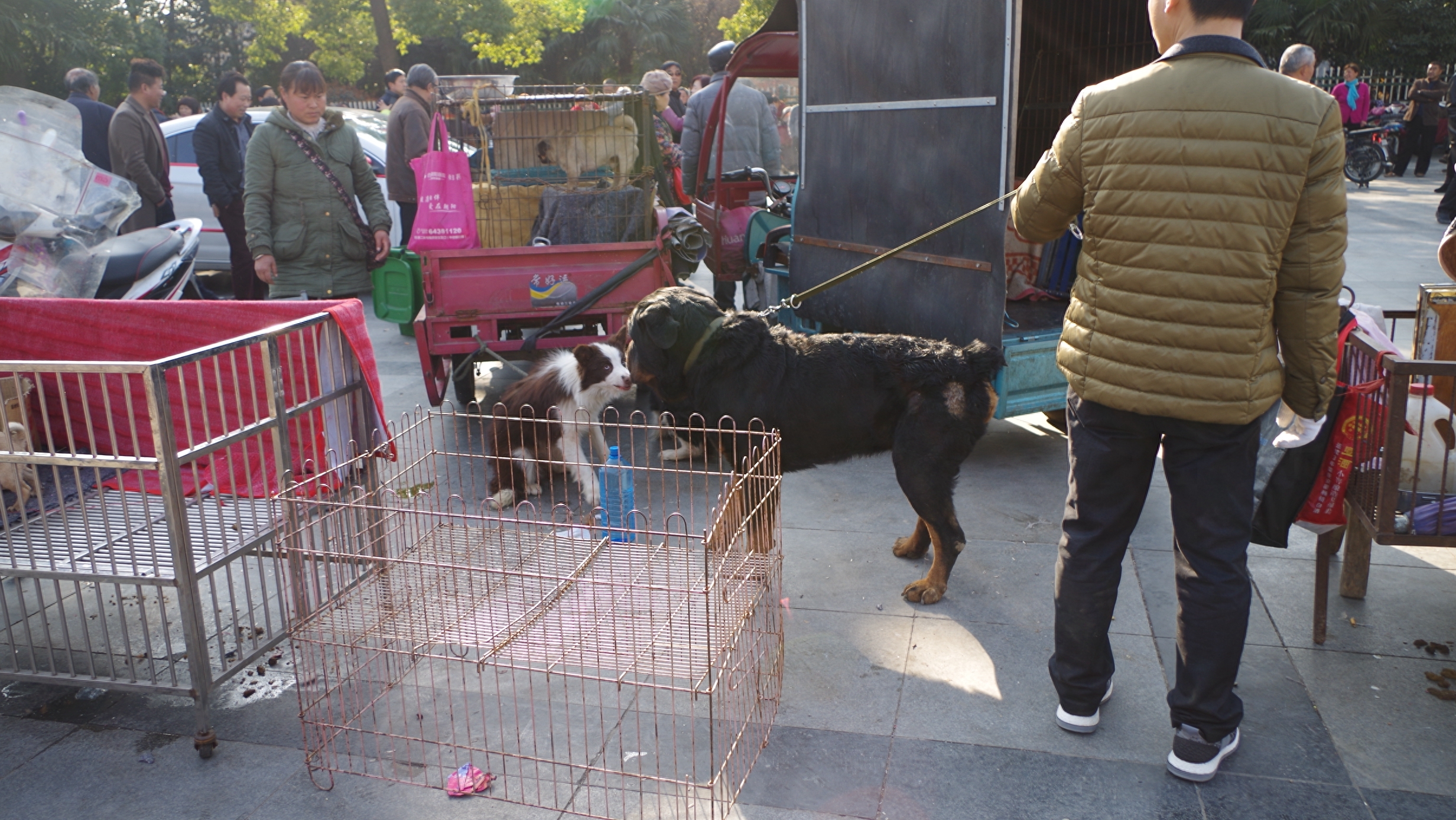 摄影合肥：实拍合肥最大宠物狗交易市场，花冲狗市