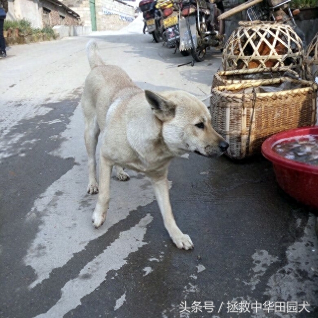 进城赶集，一路上的纯正中华田园犬，大饱眼福