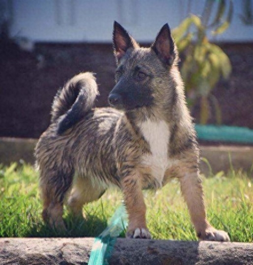 瑞典牧羊犬：狼犬和柯基犬的私生子，十足的男神风范