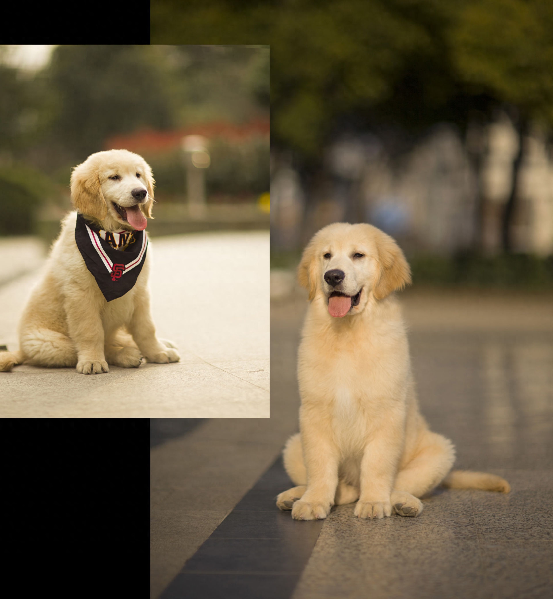 巨型金毛犬，威武雄壮不输藏獒