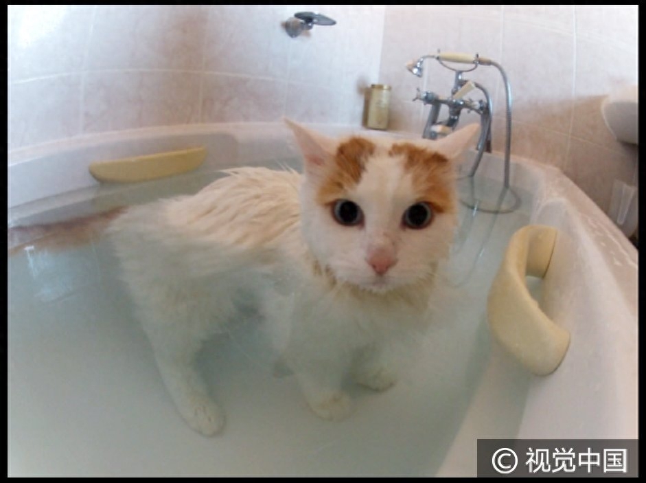 三岁土耳其梵猫游泳池中惬意畅游