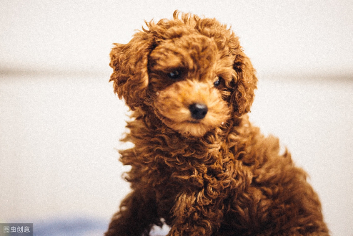 12张图认识泰迪犬，花费少易饲养，新手养狗推荐它