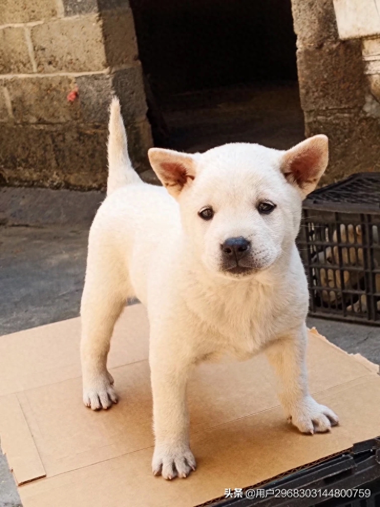 原生态中华田园犬广西小猎犬农村土狗