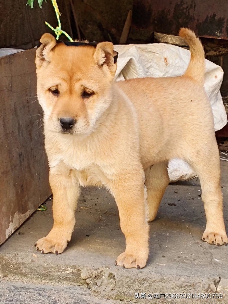 原生态中华田园犬广西小猎犬农村土狗