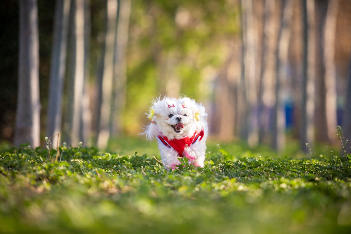 图虫静物摄影：马尔济斯的桃花写真照