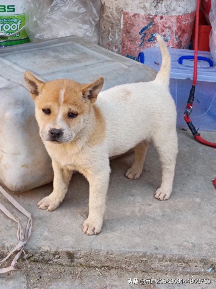 原生态中华田园犬广西小猎犬农村土狗