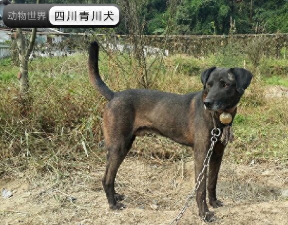 中国亟待拯救的本土犬种