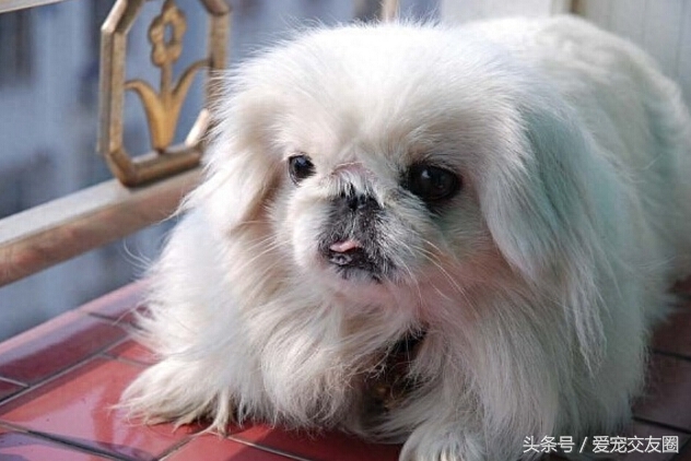 优雅精致的中国古老玩赏犬，宫廷狮子狗北京犬